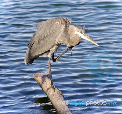 Postcard With A Great Blue Heron Cleaning Feathers Stock Photo