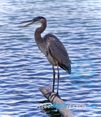 Postcard With A Great Blue Heron Standing On A Log Stock Photo