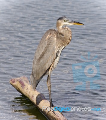 Postcard With A Great Blue Heron Standing On A Log Stock Photo