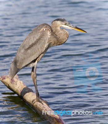 Postcard With A Great Blue Heron Standing On A Log Stock Photo