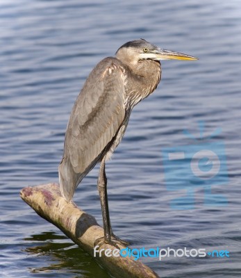 Postcard With A Great Blue Heron Standing On A Log Stock Photo