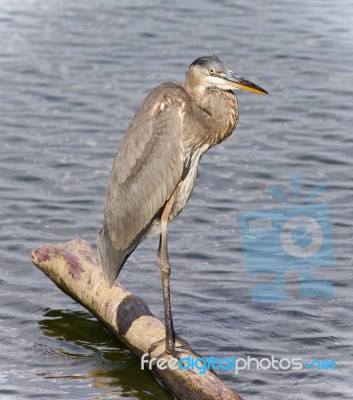 Postcard With A Great Blue Heron Standing On A Log Stock Photo