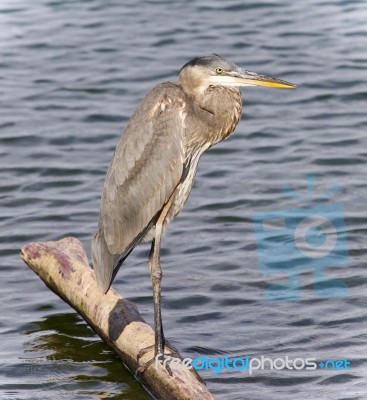 Postcard With A Great Blue Heron Standing On A Log Stock Photo