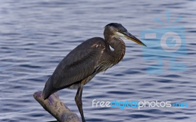 Postcard With A Great Blue Heron Standing On A Log Stock Photo