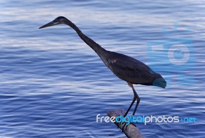 Postcard With A Great Blue Heron Standing On A Log Stock Photo