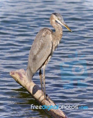 Postcard With A Great Blue Heron Standing On A Log Stock Photo