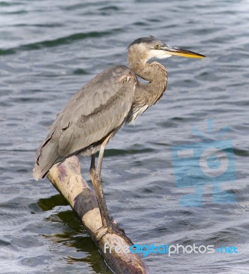 Postcard With A Great Blue Heron Standing On A Log Stock Photo