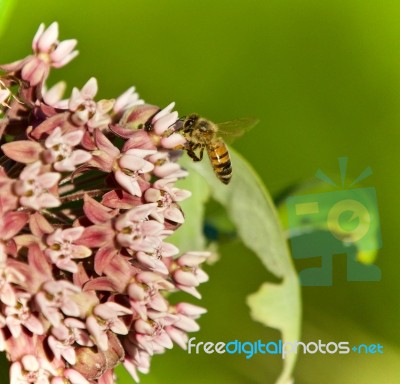 Postcard With A Honeybee Flying Near Flowers Stock Photo