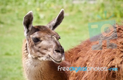 Postcard With A Llama Looking At Camera In A Field Stock Photo