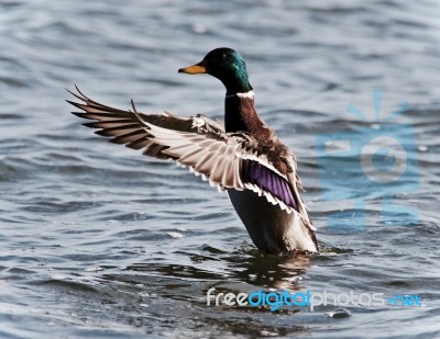 Postcard With A Mallard Showing Wings At A Lake Stock Photo