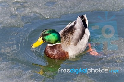 Postcard With A Mallard Swimming In Icy Lake Stock Photo