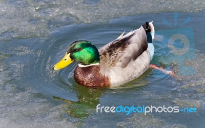 Postcard With A Mallard Swimming In Icy Lake Stock Photo