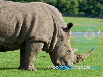 Postcard With A Rhinoceros Eating The Grass Stock Photo