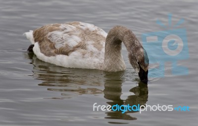 Postcard With A Trumpeter Swan Drinking Water Stock Photo