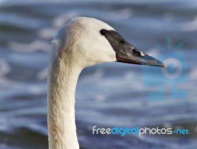 Postcard With A Trumpeter Swan Swimming In Lake Stock Photo