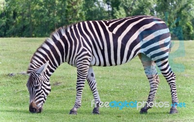 Postcard With A Zebra Eating The Grass On A Field Stock Photo