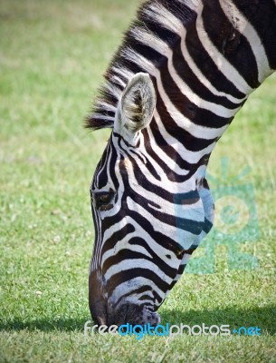 Postcard With A Zebra Eating The Grass On A Field Stock Photo