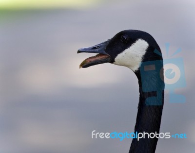 Postcard With An Emotional Canada Goose Screaming Stock Photo