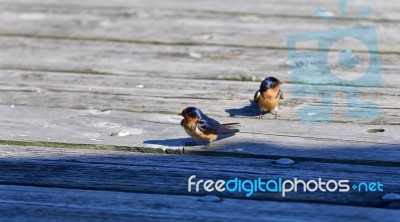 Postcard With Two Swifts On A Wooden Floor Stock Photo