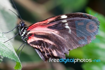 Postman Butterfly (heliconius Melpomene) Stock Photo