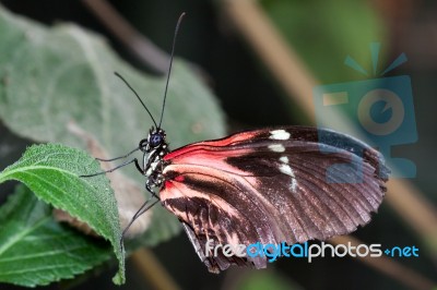 Postman Butterfly (heliconius Melpomene Stock Photo