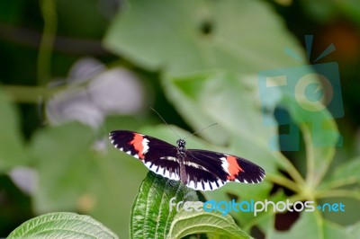 Postman Butterfly (heliconius Melpomene) Stock Photo