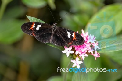 Postman Butterfly (heliconius Melpomene) Stock Photo