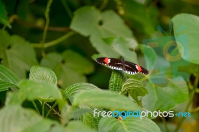 Postman Butterfly (heliconius Melpomene) Stock Photo