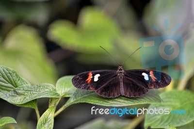 Postman Butterfly (heliconius Melpomene) Stock Photo