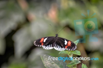 Postman Butterfly (heliconius Melpomene) Stock Photo