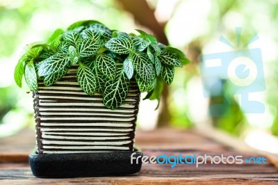 Pot On Table Stock Photo