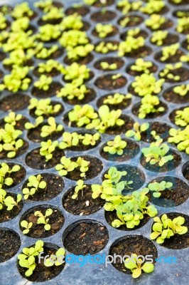 Pots Of Lettuce Seedlings Stock Photo