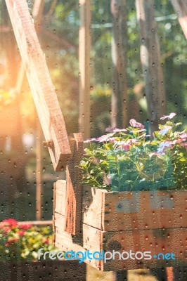 Potted Flowers With Water Droplets On Glass Stock Photo