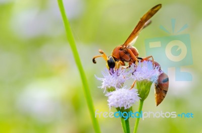 Potter Wasp - Eumenes Latreilli Stock Photo