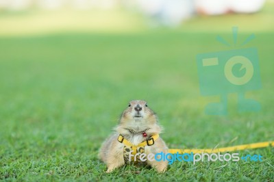 Prairie Dog Stock Photo