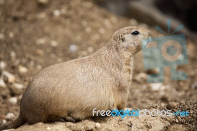 Prairie Dog Stock Photo