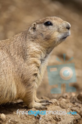 Prairie Dog Stock Photo