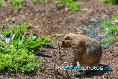 Prairie Dog (cynomys) Stock Photo