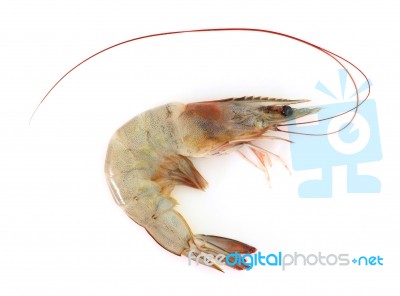 Prawn Stock Photo