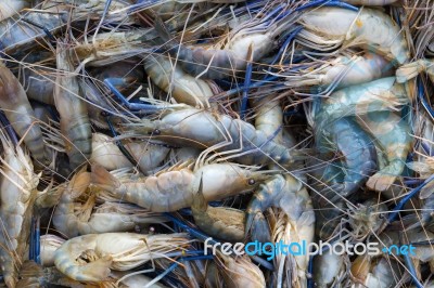 Prawn background Stock Photo