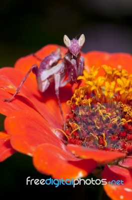 Praying Mantis Stock Photo