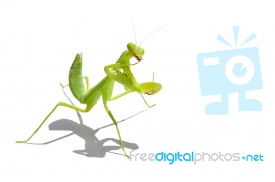 Praying Mantis Stock Photo