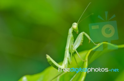 Praying Mantis Stock Photo