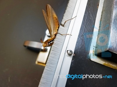 Praying Mantis Displaying On Door Stock Photo