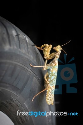 Praying Mantis (mantis Religiosa) Stock Photo