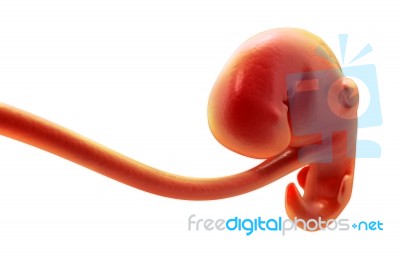 Prenatal Pregnancy Stock Image