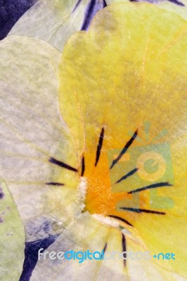 Pressed Flowers Abstract Stock Photo