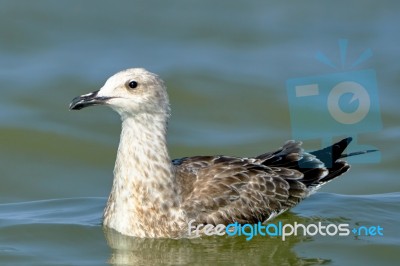 Pretty Common Gull Stock Photo