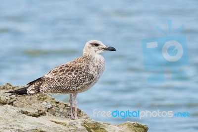 Pretty Common Gull Stock Photo