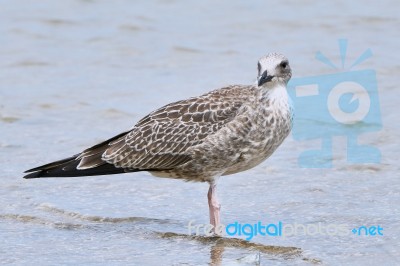 Pretty Common Gull Stock Photo